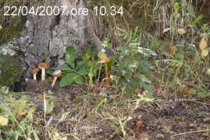 IMG_6682_prima_2